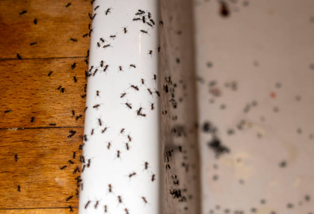 Best Affordable Exterminators  in Jamestown, NY