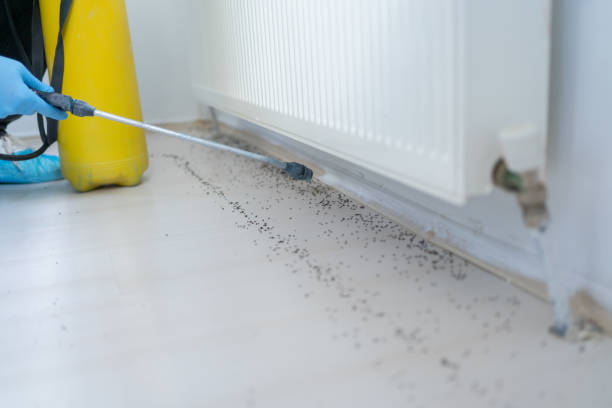 Best Bed Bug Extermination  in Jamestown, NY