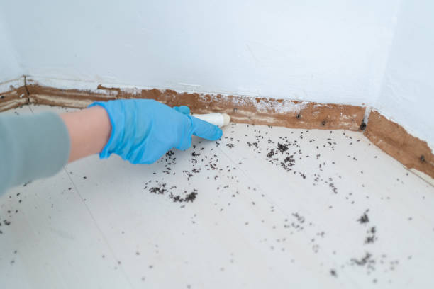 Best Best Pest Control Companies  in Jamestown, NY